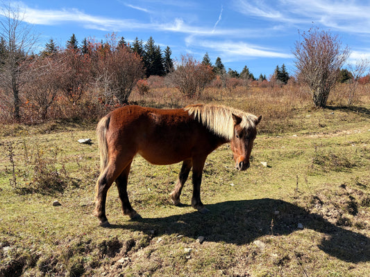 Piece by Piece: The Story Behind Our Pony Puzzles