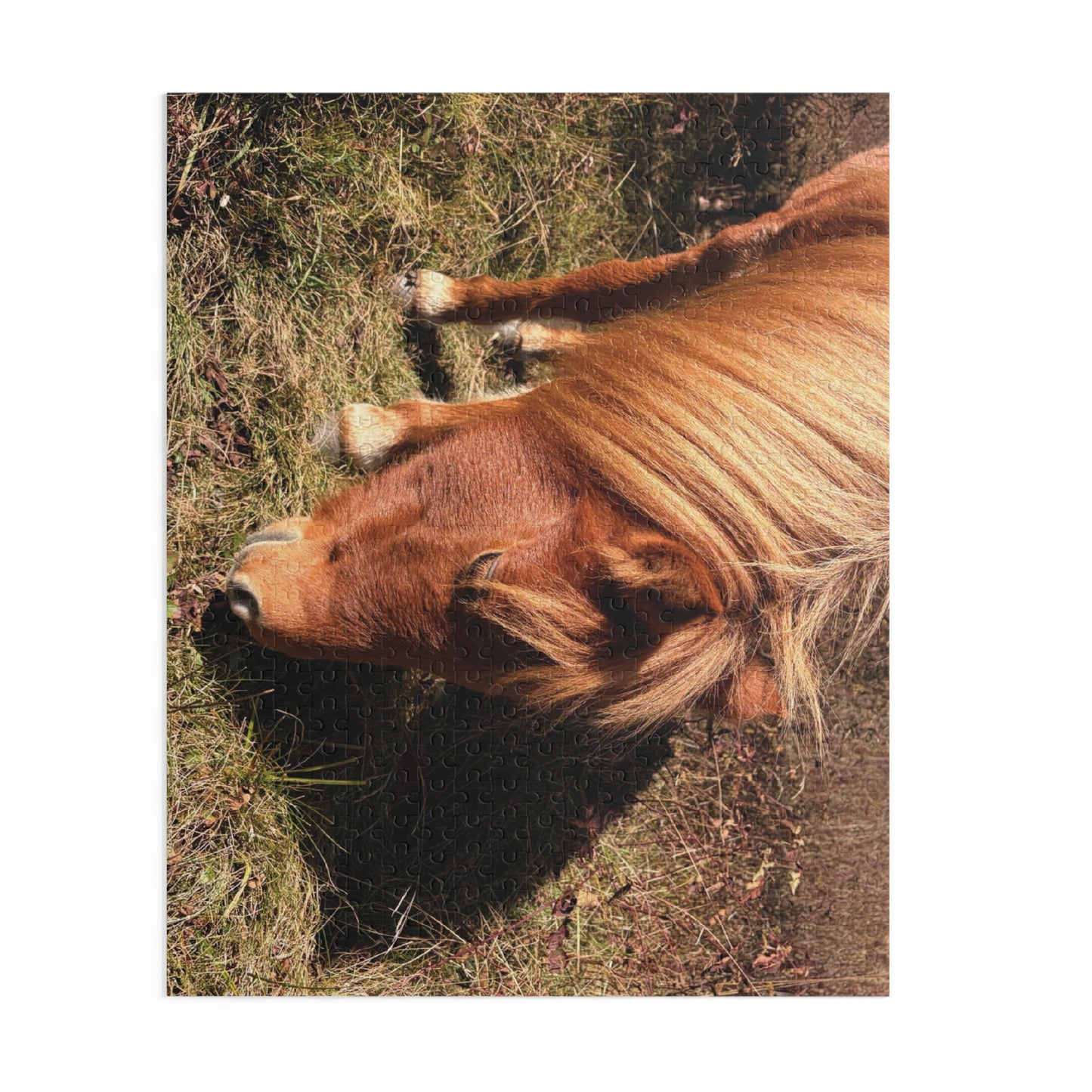 Miniature Horse Jigsaw Puzzle — Grazing Pony Photo (120/252/500 Piece)