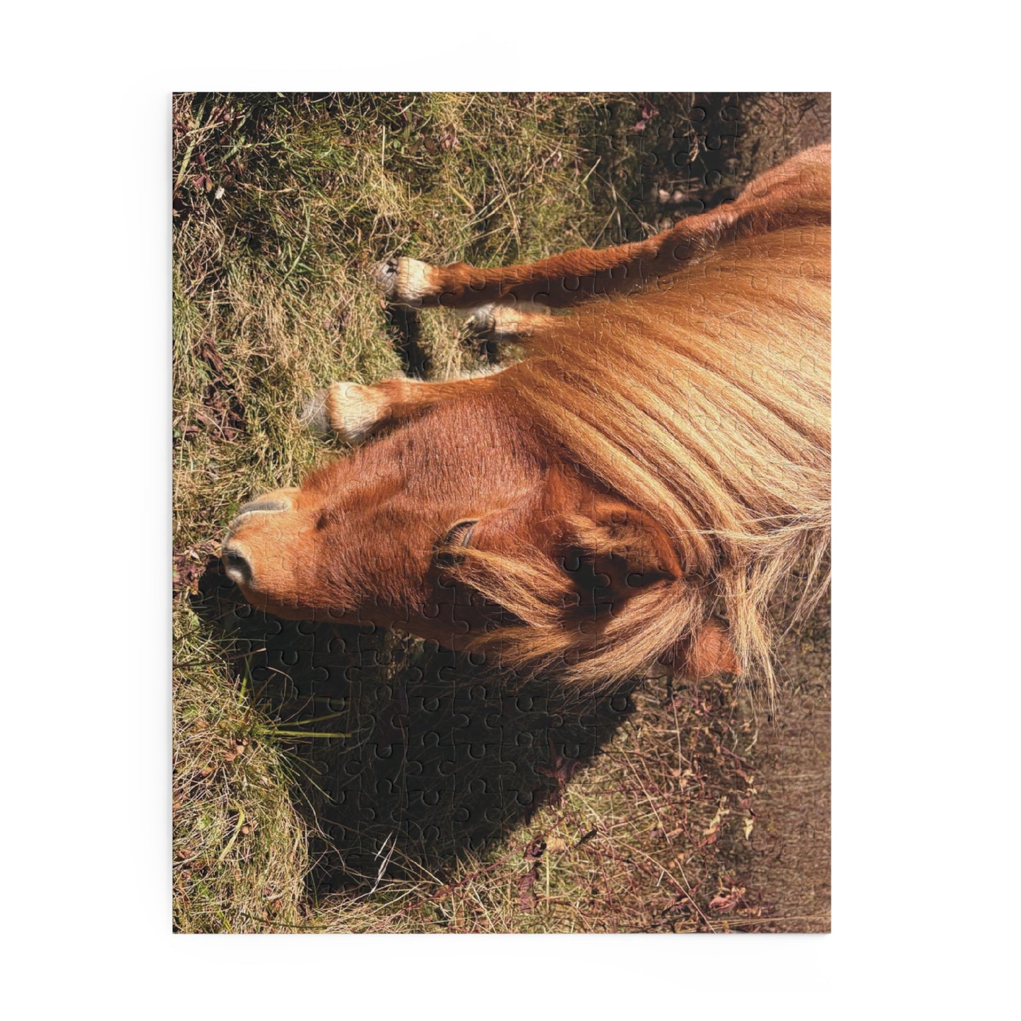 Miniature Horse Jigsaw Puzzle — Grazing Pony Photo (120/252/500 Piece)