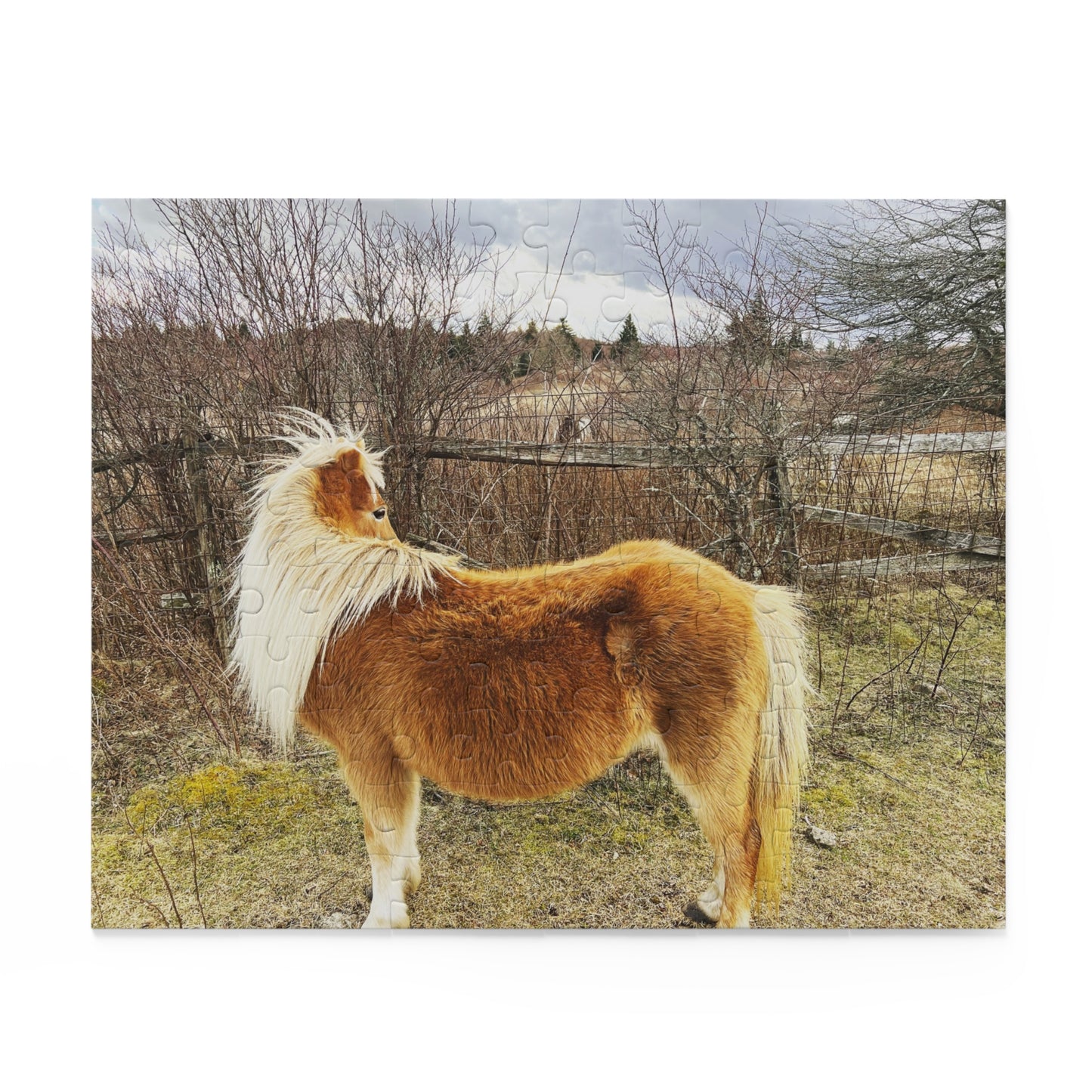 Pony Portrait Puzzle — Scenic Brown Shetland Horse Jigsaw (120/252/500-Piece)