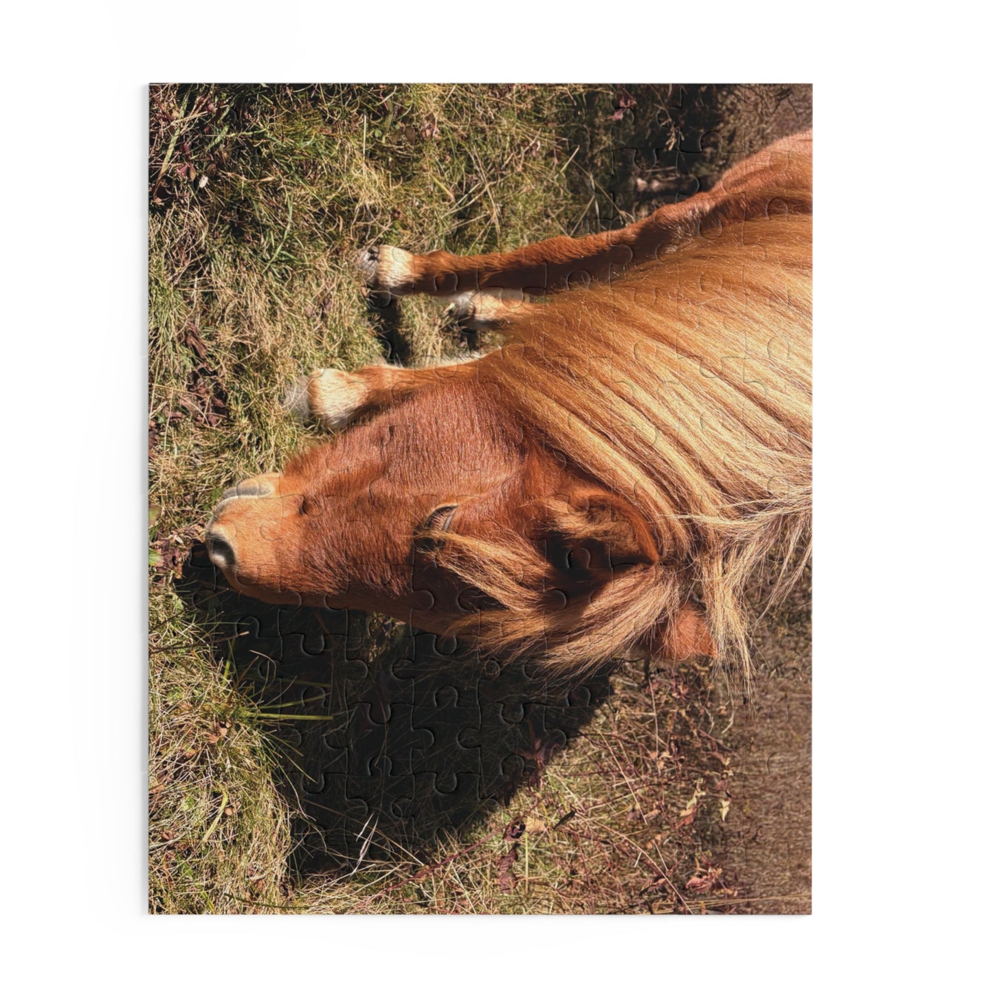 Miniature Horse Jigsaw Puzzle — Grazing Pony Photo (120/252/500 Piece)
