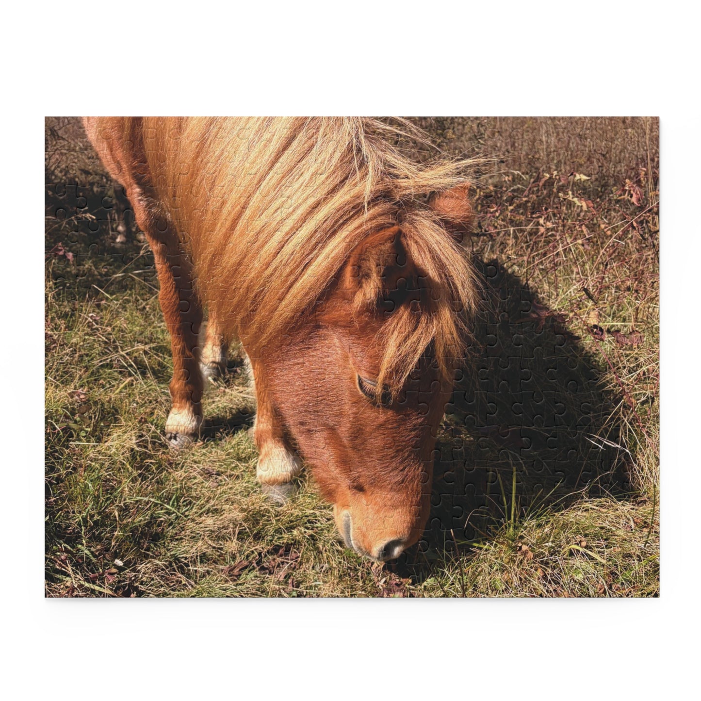 Miniature Horse Jigsaw Puzzle — Grazing Pony Photo (120/252/500 Piece)