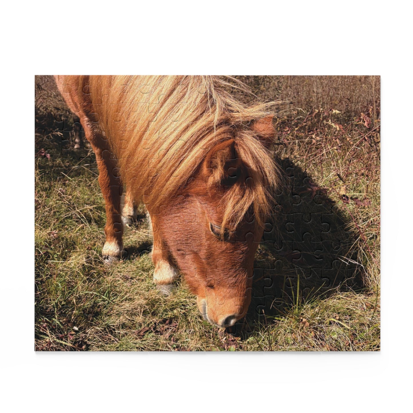 Miniature Horse Jigsaw Puzzle — Grazing Pony Photo (120/252/500 Piece)