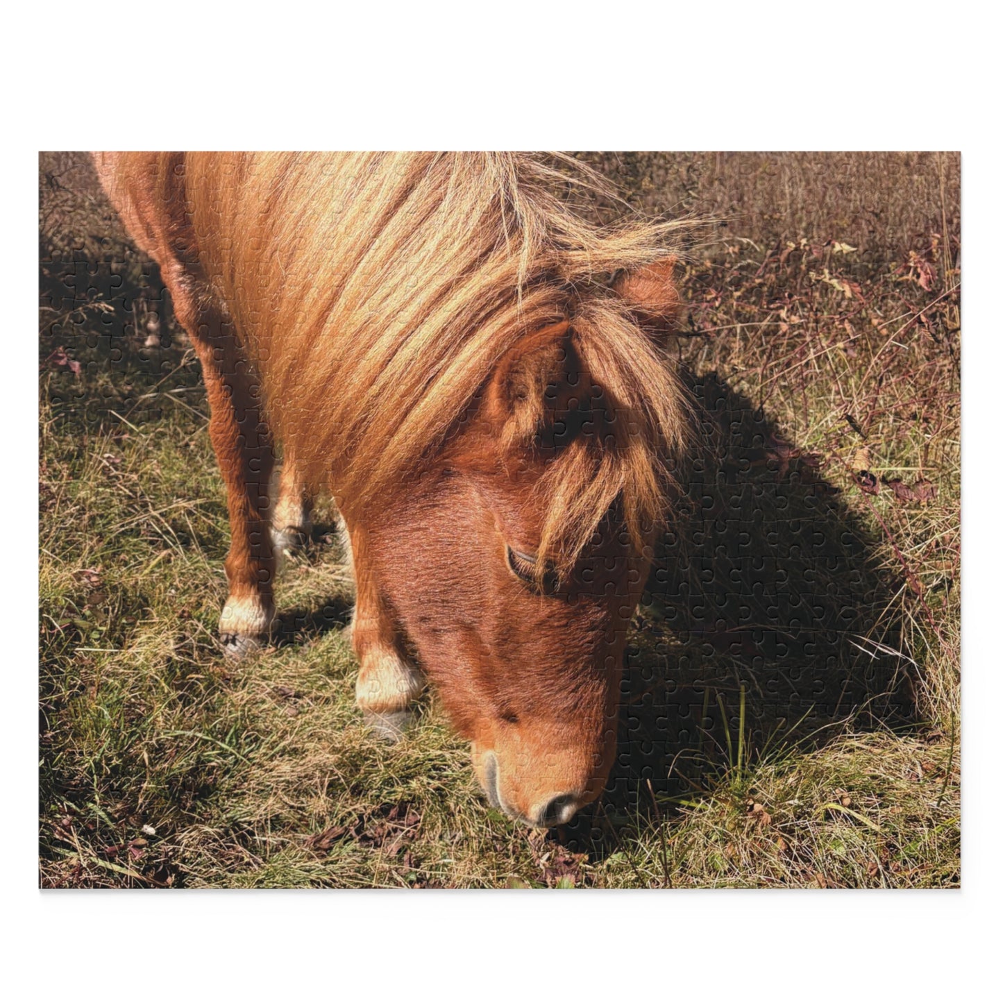 Miniature Horse Jigsaw Puzzle — Grazing Pony Photo (120/252/500 Piece)