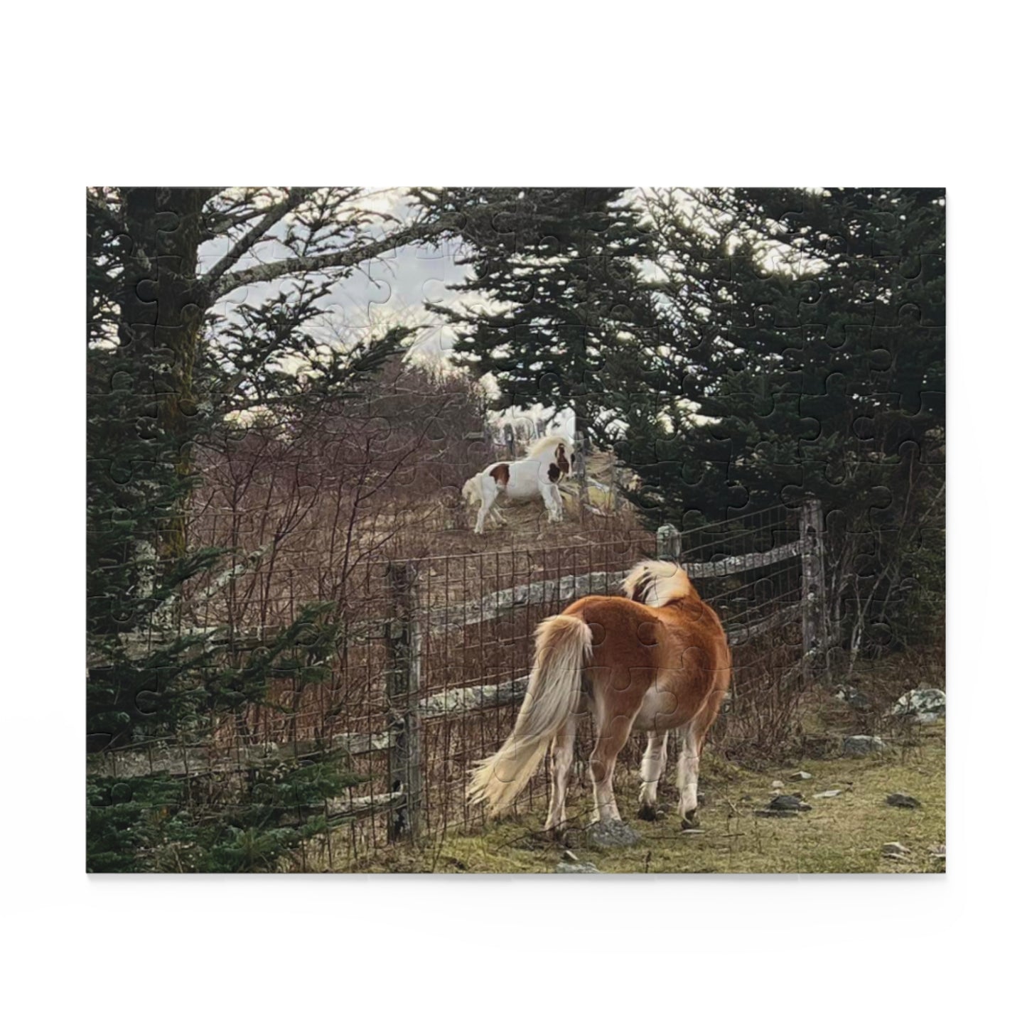 Horse Pasture Jigsaw Puzzle — Scenic Foals in Woodland (120/252/500 pc)