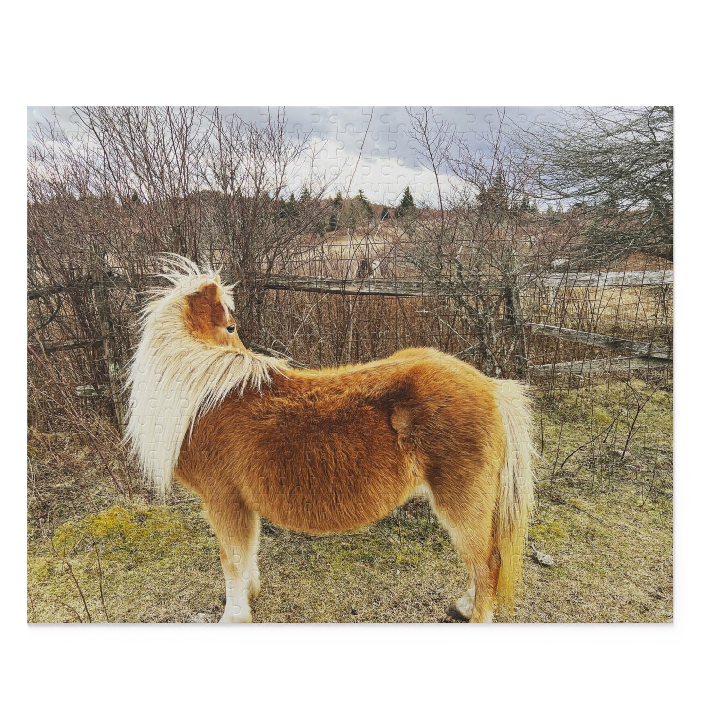 Pony Portrait Puzzle — Scenic Brown Shetland Horse Jigsaw (120/252/500-Piece)